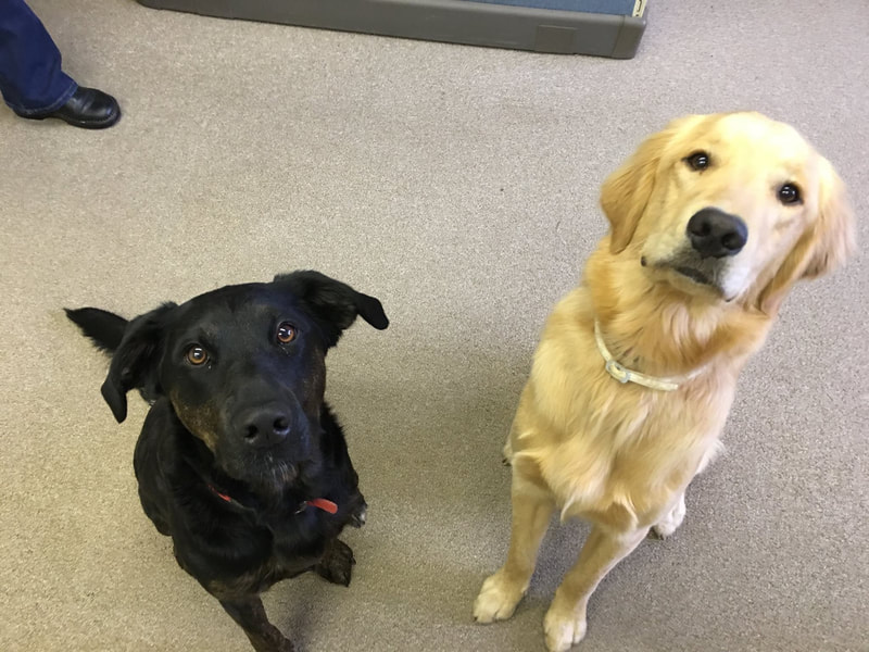 Dogs, Missy and Moose, Health and Wellness Advisors