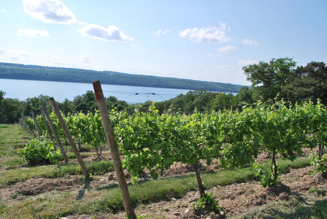 Grape Vineyard on Seneca Lake