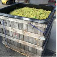 Bin of picked grapes